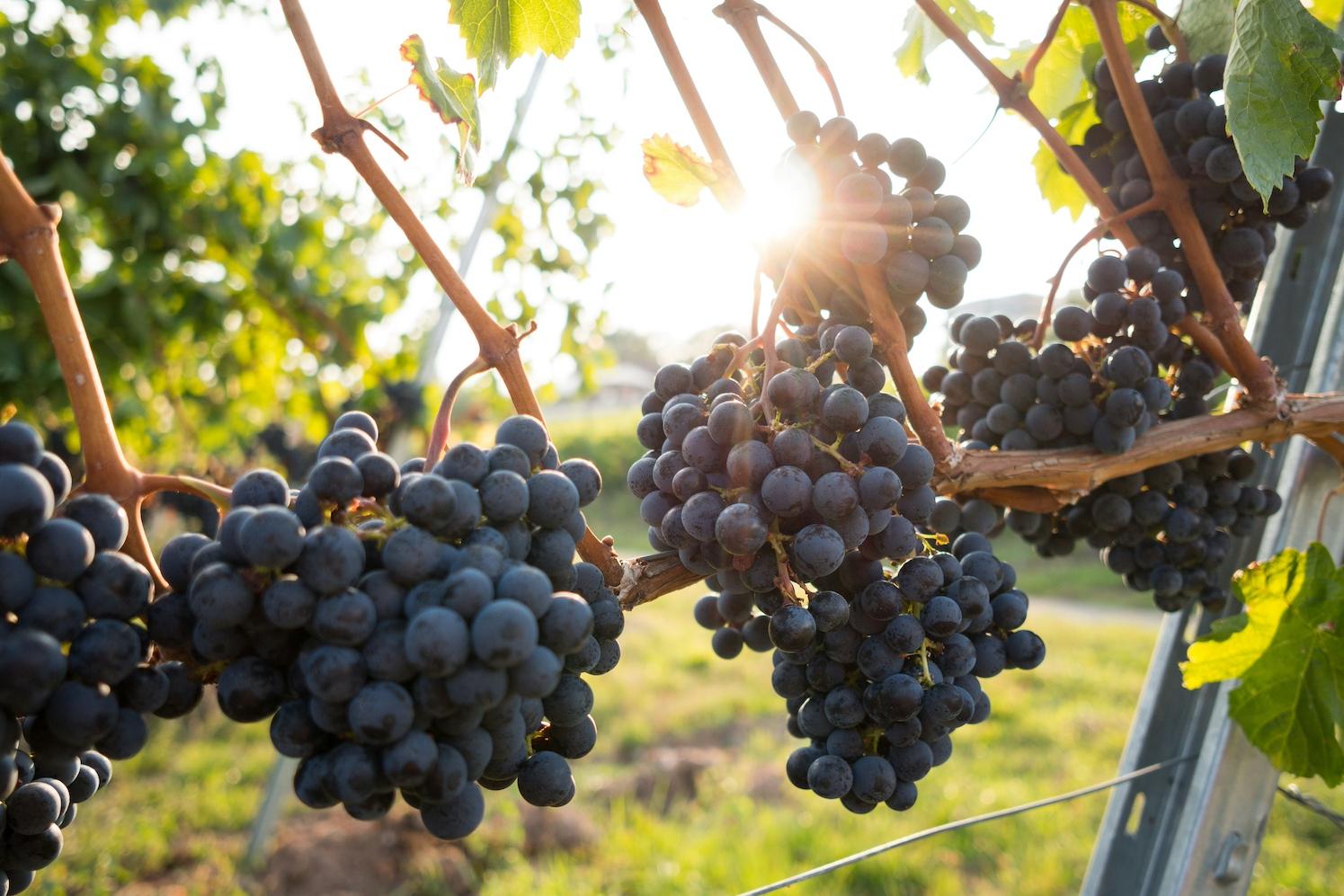 Purple grapes on a vine — hybrid grapes